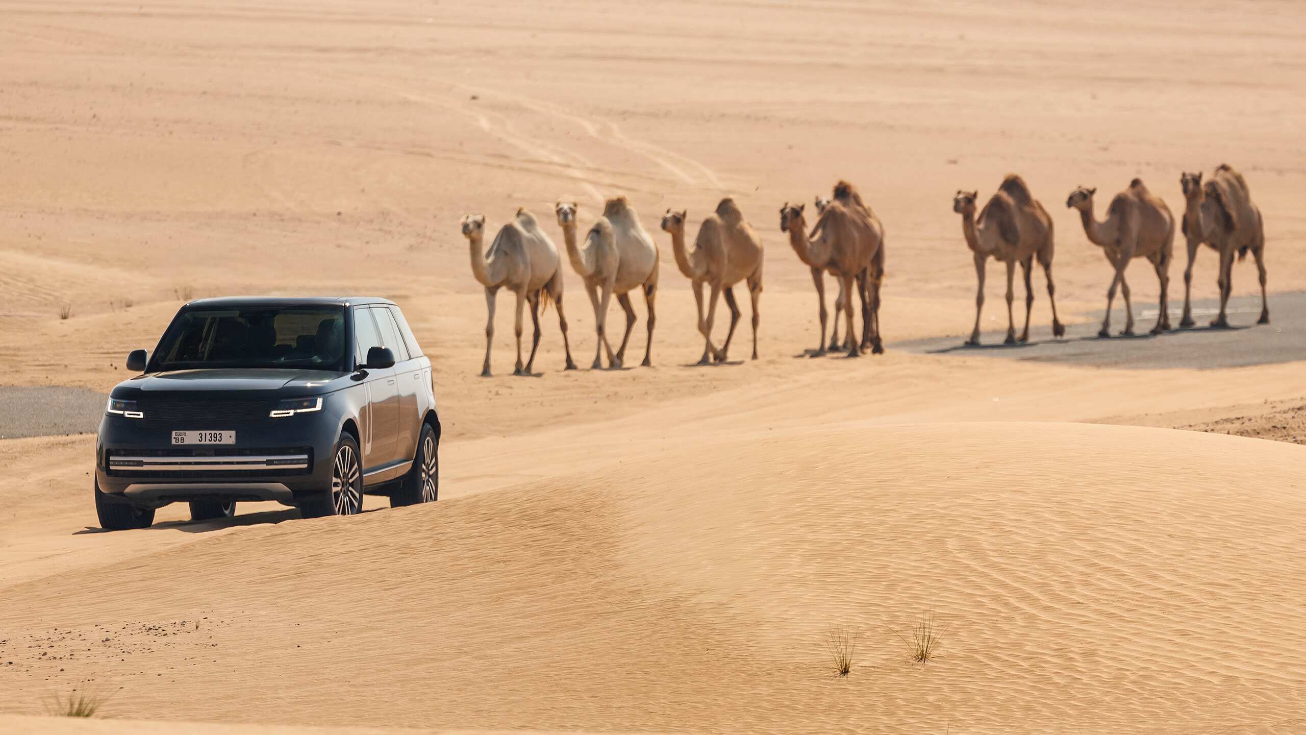 Range Rover on desert with camel